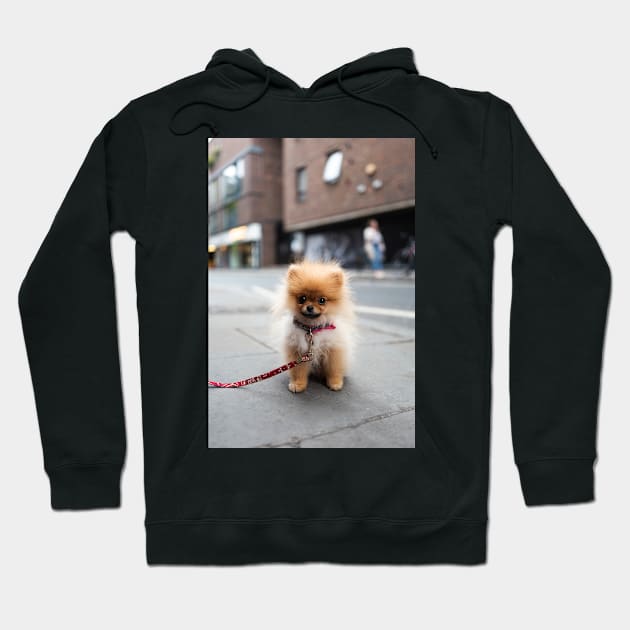 Cute Pomeranian Puppy Hoodie by mooonthemoon